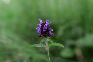 blue flower of a Prunella