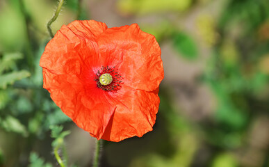 red poppy flower