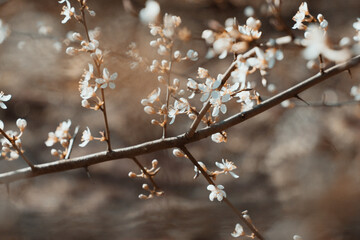wild tree blossom at forest