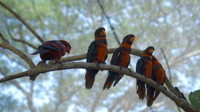 Group of parrots lory with blue and black feathers seated on a tree branch