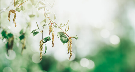 New birch leaves on green spring background