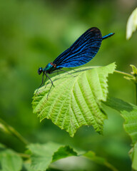 A beautiful blue dragonfly sitting on a green leaf