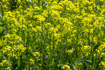 Blooming yellow rapeseed in field.