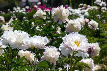 Blooming white peonies in rays of bright sun.