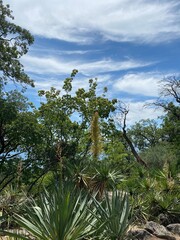 palm trees and blue sky
