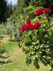 Obraz premium red and yellow flowers