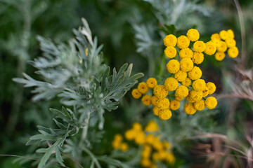 Common tansy is a perennial herbaceous plant of the Asteraceae family or compound flowers. Small yellow flowers on small shrubs, for medicinal use, with a specific aroma
