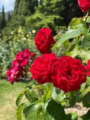 red rose in garden