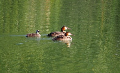 familia de somormujos formada por un polluelo y sus progenitores nadando en  las tranquilas aguas...