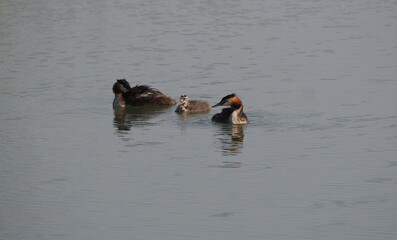 familia de somormujos formada por un polluelo y sus progenitores nadando en  las tranquilas aguas del lago de ivars y vila sana, lerida, cataluña, españa, europa