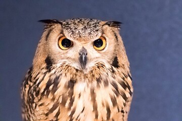 ワシミミズク