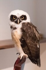 メガネフクロウ