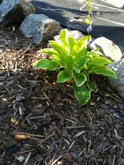 a small flowering Hosta on a mulched bed with stones and black geotextile. Arrangement of flower beds