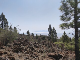 pine trees in the mountains