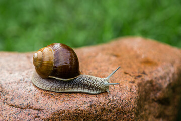 Big grape snail is walking on the red stone.