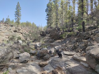 pine trees in the mountains