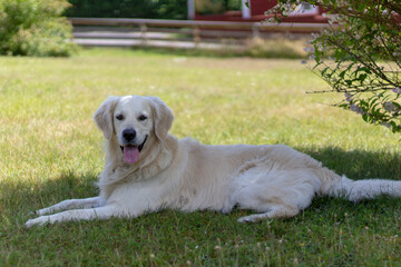 golden retriever dog