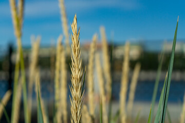 Wild grass with spikelets smoothly