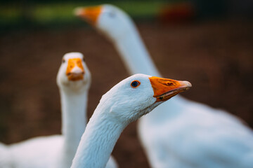 portrait of a goose, geese in farm