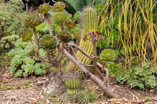 Aeonium canariense and echinopsis spachiana in succulent garden