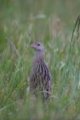 Wachtelkönig (Crex crex)