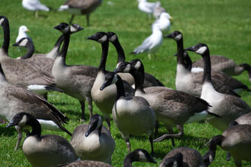 Canada Goose Family