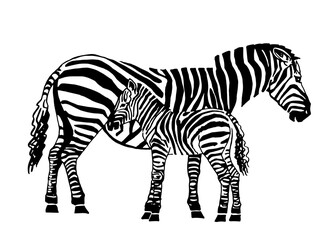 Fototapeta na wymiar Vector mother zebra and child zebra, graphical illustration