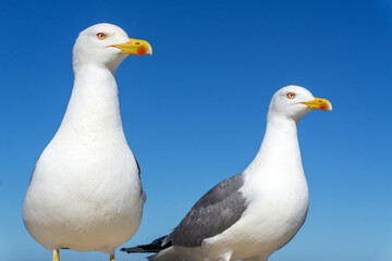 Sea gulls at the port of Essaouira, Morocco