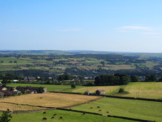 Fototapeta na wymiar view of the village of luddenden in the calder valley surrounded by trees and cows grazing in fields