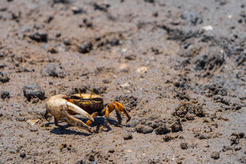 Uca Tangeri Fiddler crab at mating time