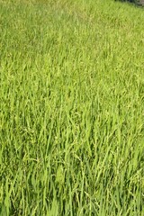 Beautiful World heritage ancestral Ifugao green and yellow rice terraces with a precious red and green dragonfly  in Banaue, Batad, Ifago, northern Luzon, Philippines.