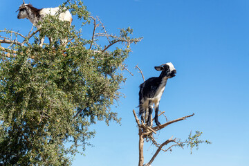 Goats on an argan tree in Morocco