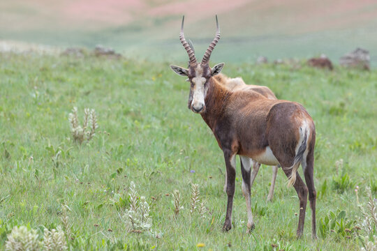Blesbok (Damaliscus pygargus phillipsi) in Malolotja Nature Reserve, Hhohho Province, northern Swasiland, Southern Africa