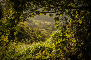 Tacaco , sechium tacaco creeper at sunrise