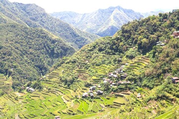 Fototapeta na wymiar Beautiful World heritage ancestral Ifugao green and yellow rice terraces with a precious red and green dragonfly in Banaue, Batad, Ifago, northern Luzon, Philippines.