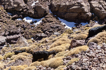 High Atlas Mountains in Morocco.  Road to Toubkal in Toubkal National Park