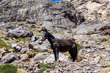 High Atlas Mountains in Morocco. Road to Toubkal in Toubkal National Park. Donkey staying on the rock near the road.