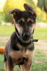 Closeup of German Shepherd puppy head.