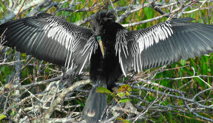 BIRDS- A Beautiful Anhinga, in Mating Mask, Drying Wings