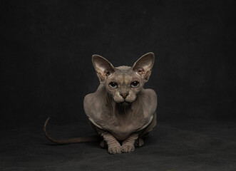 Gray hairless cat with big ears on black background