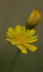 Fleur jaune