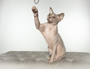Sphynx hairless cat playing on white background