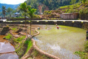 Fototapeta na wymiar Beautiful World heritage ancestral Ifugao green and yellow rice terraces in Banaue, Batad, Ifago, northern Luzon, Philippines. Black and white, monochrome, colorless.