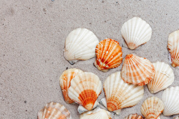 Seashells, sea stars,coral and stones on the sand, summer beach background travel concept with copy...