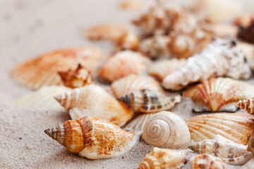 Seashells, sea stars,coral and stones on the sand, summer beach background travel concept with copy...