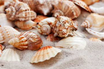Seashells, sea stars,coral and stones on the sand, summer beach background travel concept with copy space for text.