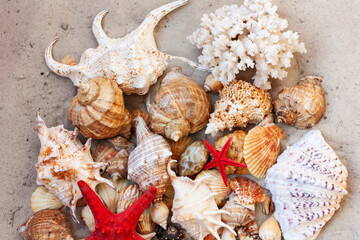 Seashells, sea stars,coral and stones on the sand, summer beach background travel concept with copy space for text.