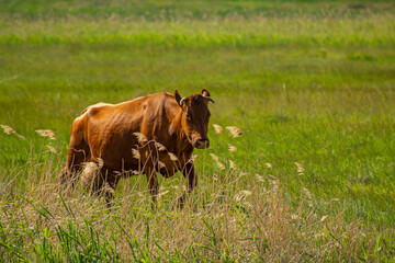 The red-haired cow returns with full udder from the pasture across the green meadow.