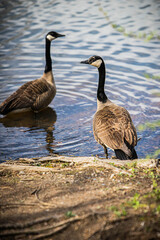 Fototapeta premium Two Geese standing at the edge of a river