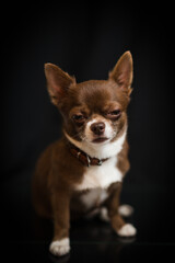 chihuahua puppy on black background